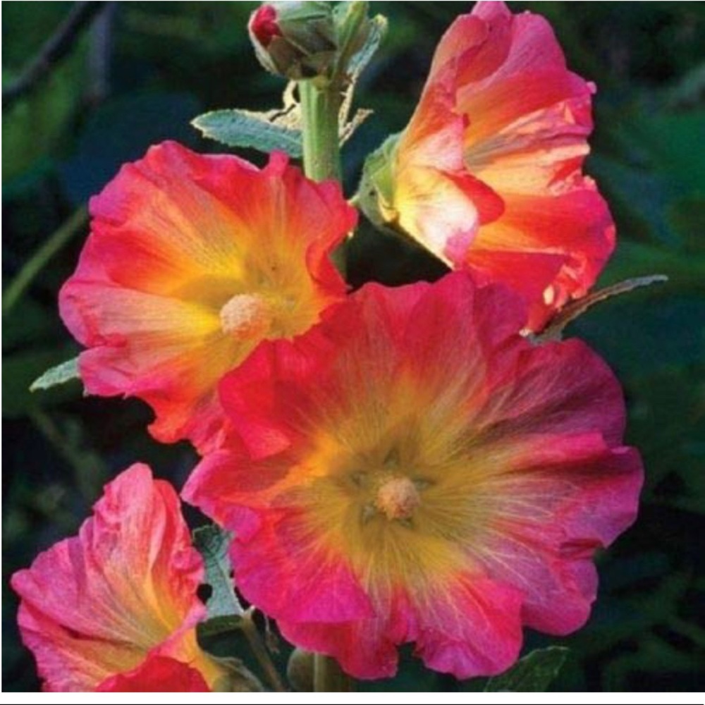 Hollyhock flower seeds